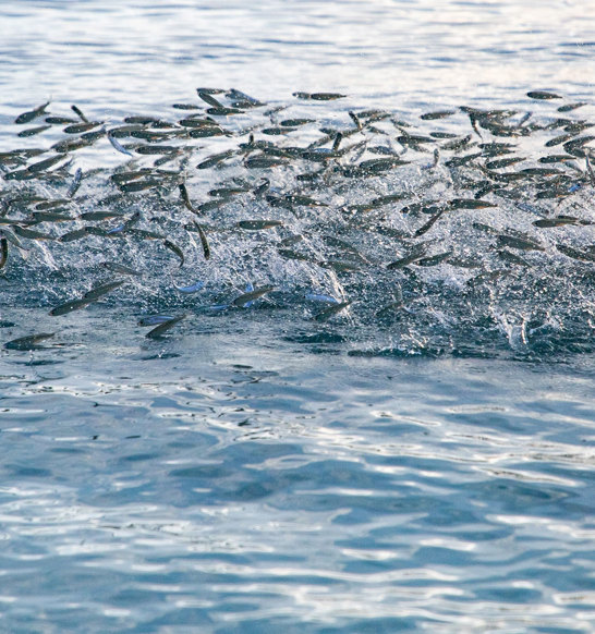 Fish Traceability Sea