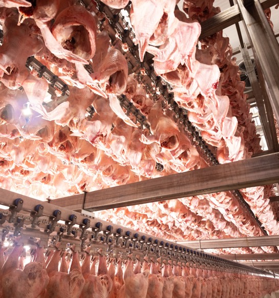 Air Chilling Turkeys