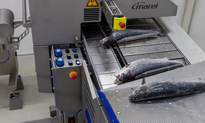 Salmon Deheader MS 3028