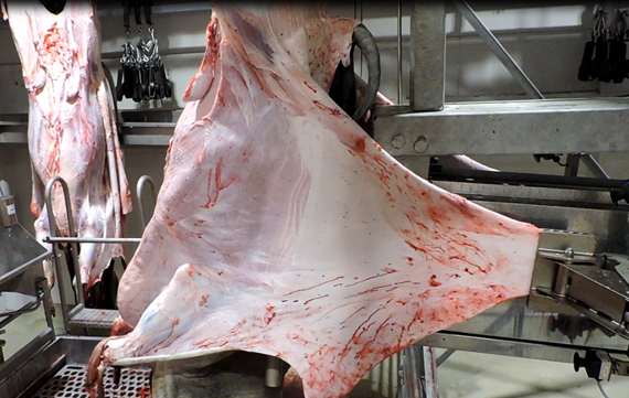 side pullet meat processing