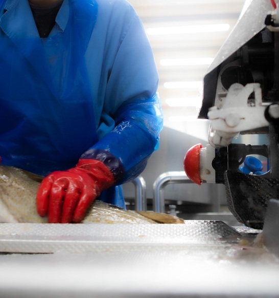 Operator Feeds Fish Into Curio Filleting Platform