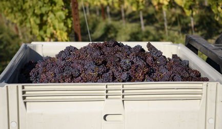 Raising a glass to the bin scrubber: How it is helping wine producers combat labor challenges