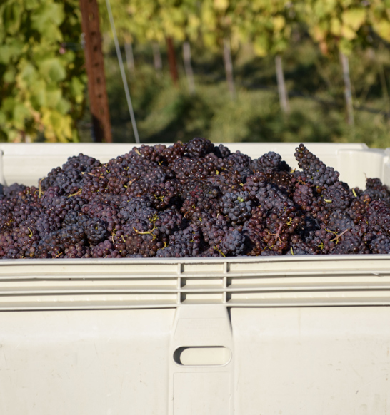 Grape-Bin