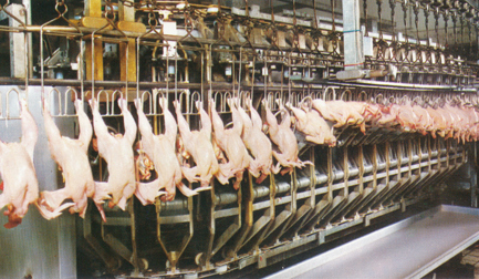 Stork/Marel – новатор в области технологий потрошения