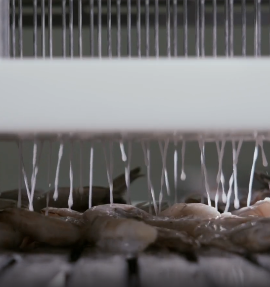 Image Precess Injection And Marination Other Seafood