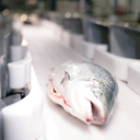 Salmon Whole Fish Processing Solution