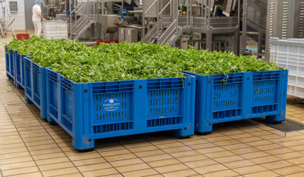 Casalasco steps into basil pesto with JBT Marel partnership