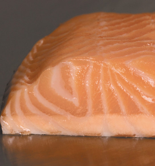 Contact Freeze Salmon