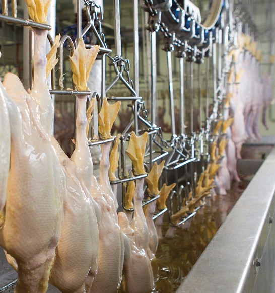 Solución de encerado en línea para procesamiento de patos