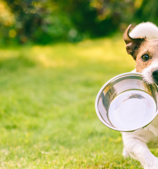 Pet Food Processing Equipment And Systems