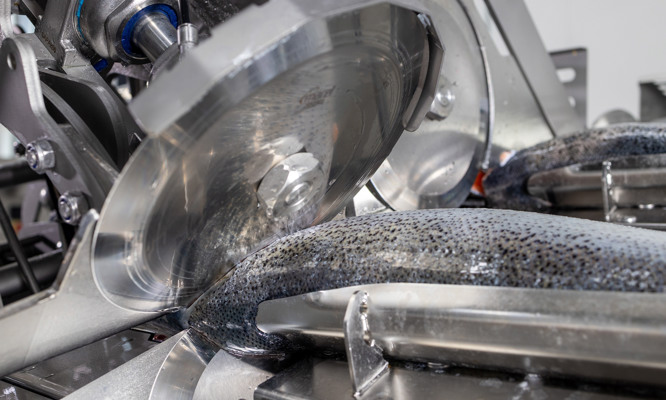 New Salmon Deheader MS 3028