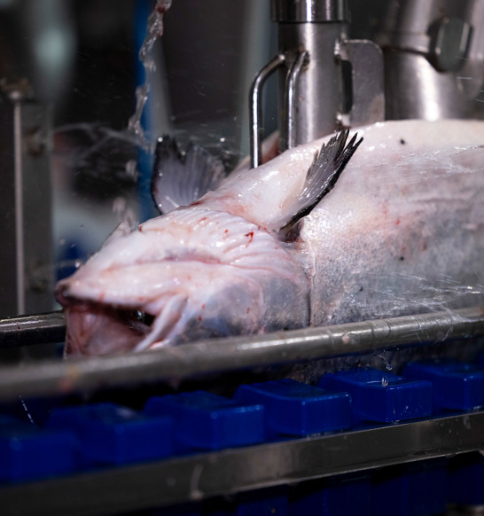 Salmon Gutting Solution 2