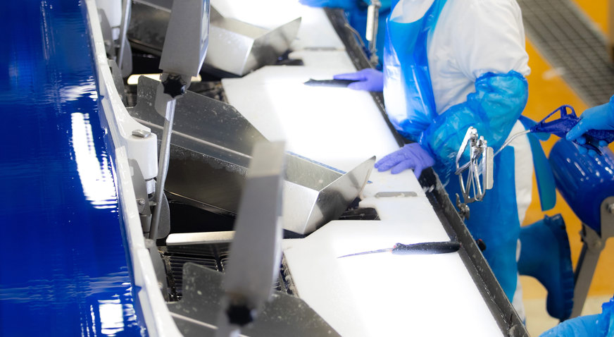 Brim Fish Processing Line