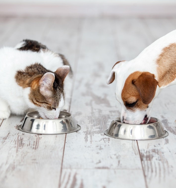 Marel pet food processing equipment for quality freeze dried dog food and cat food