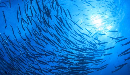 Scandic Pelagic lands herring sustainably with Flowscale