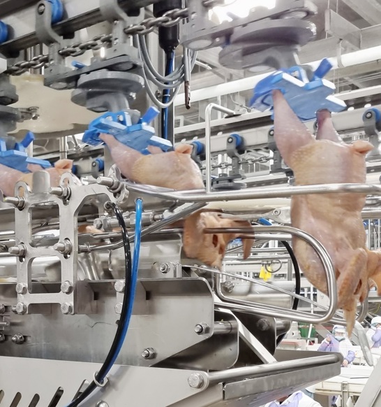 ACM NT Second Joint Wing Cutting2