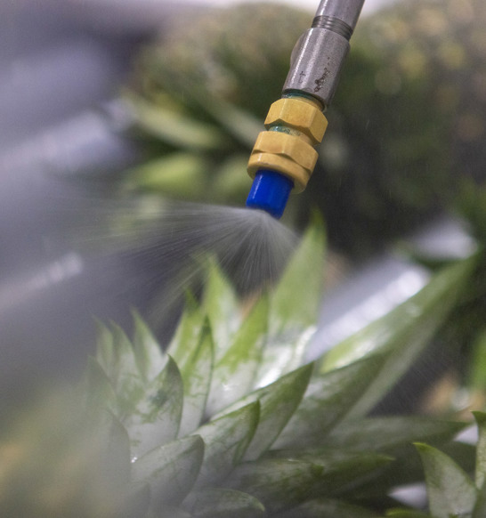 Prodose Coating Treatment