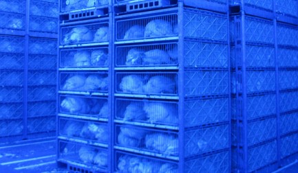 GP 火鸡禽笼供应系统