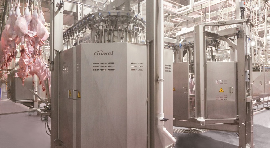 Turkey Evisceration (1)