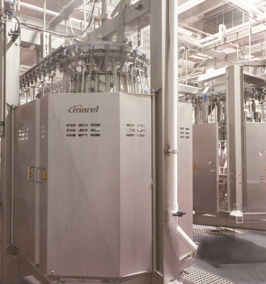 Turkey Evisceration (1)