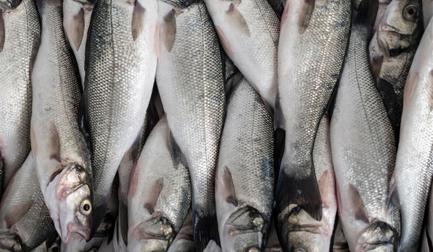 A sua classificadora de pescados está impulsionando ou prejudicando seu negócio?