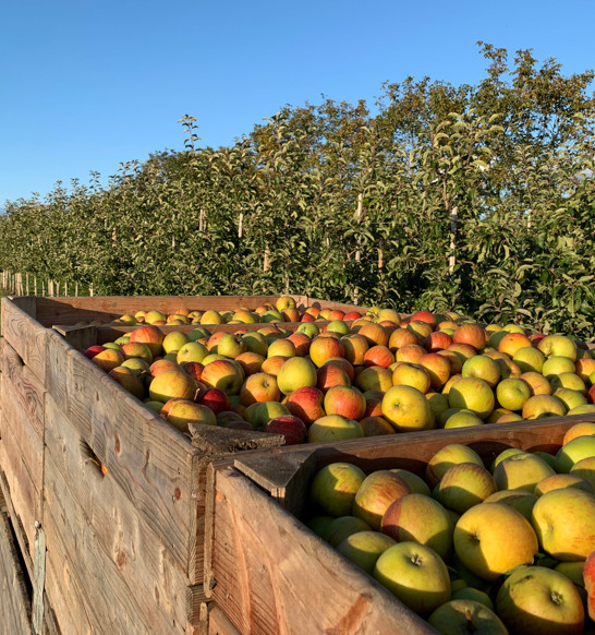 Juice Processing Bin Washing