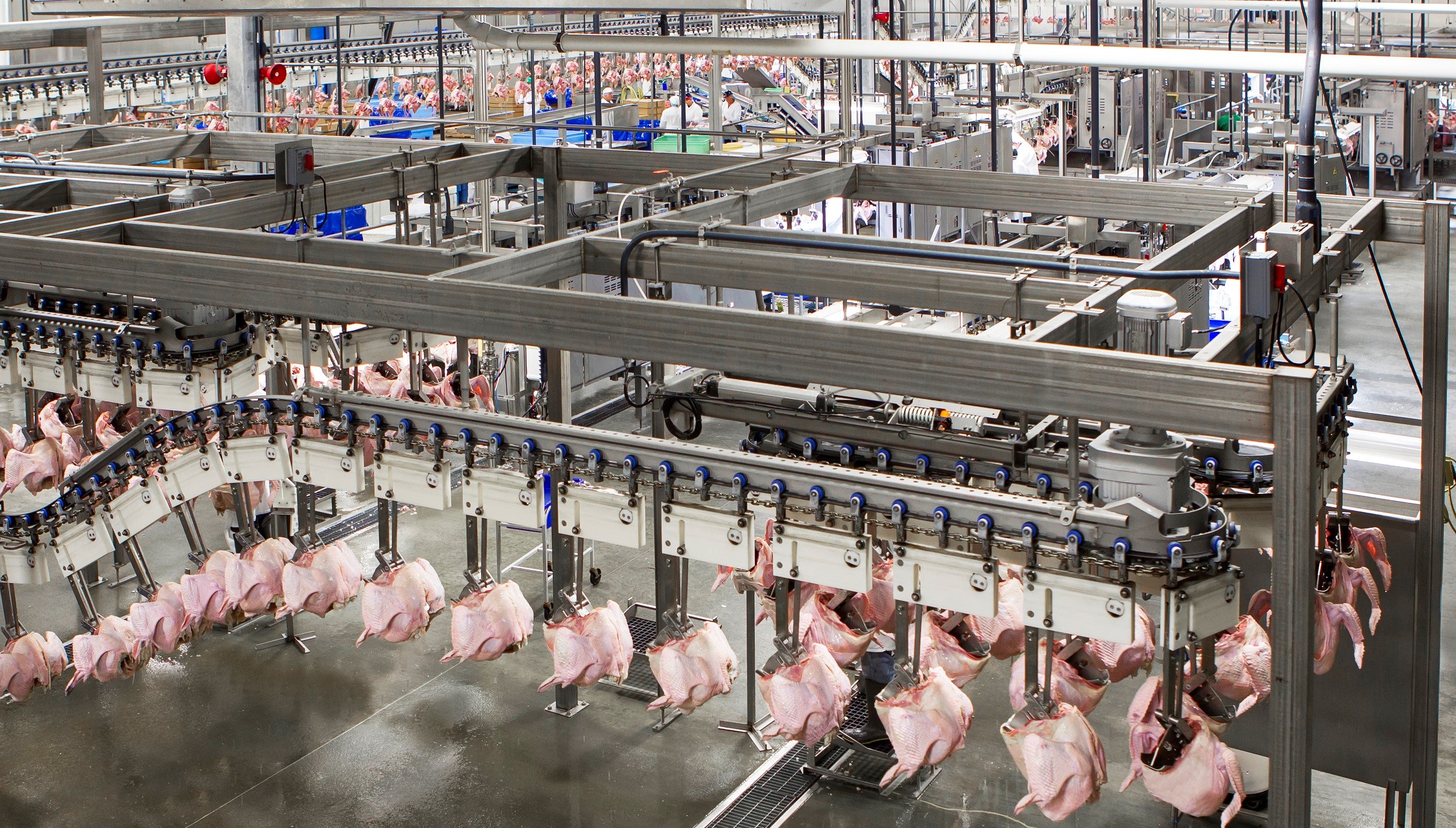 Skinning, deboning and inspection