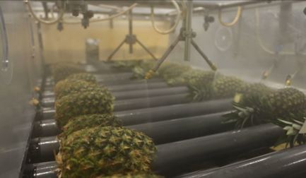 Detrás de cada piña excepcional hay una historia. Y unas personas increíbles.