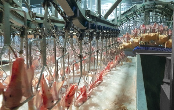 Marel PMJ duck waxing system