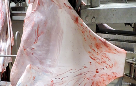 meat processing side puller