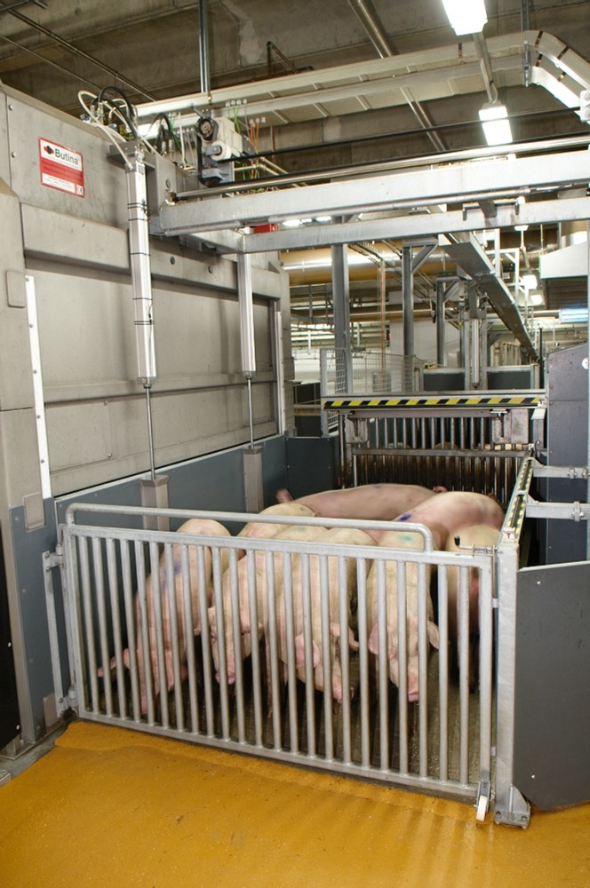 Pig stunning
