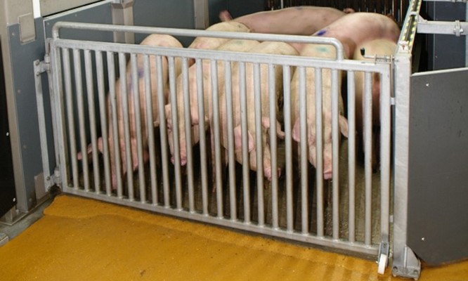 Sistema de aturdimiento con CO₂