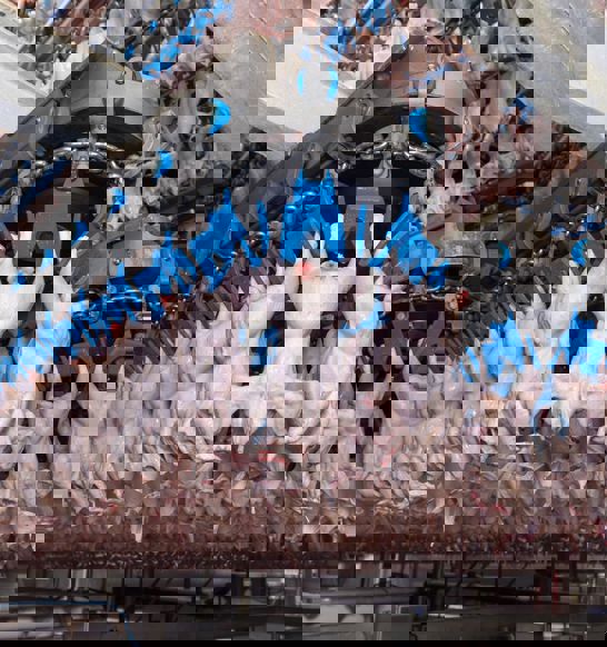 Arasco Chilling Department