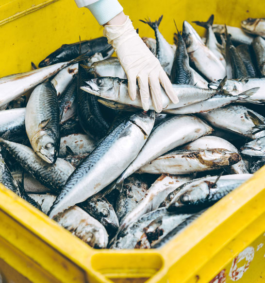 Mackerel Tray Inbound