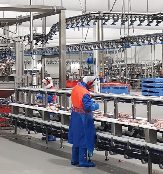 Hazeldene ACM NT Cut Up Lines