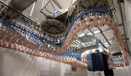 How weighers and graders improve product quality for poultry processors