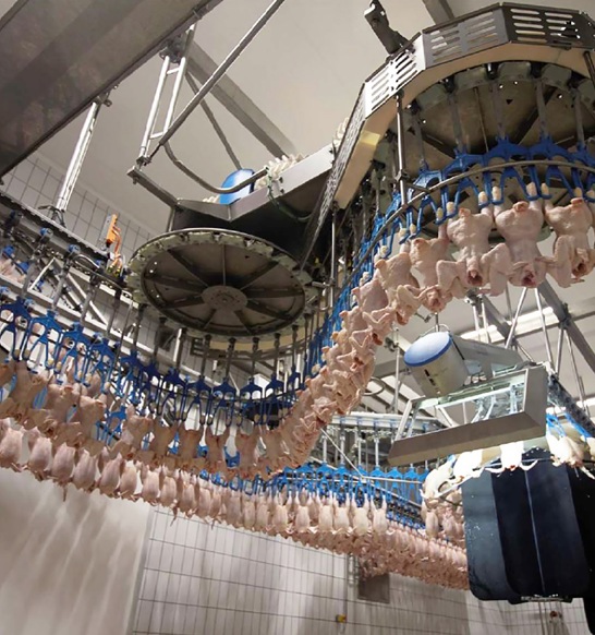 Marel poultry weigher